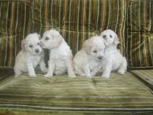 Fotos de venta de perritos french poodle - Pichincha - Camaras de ...