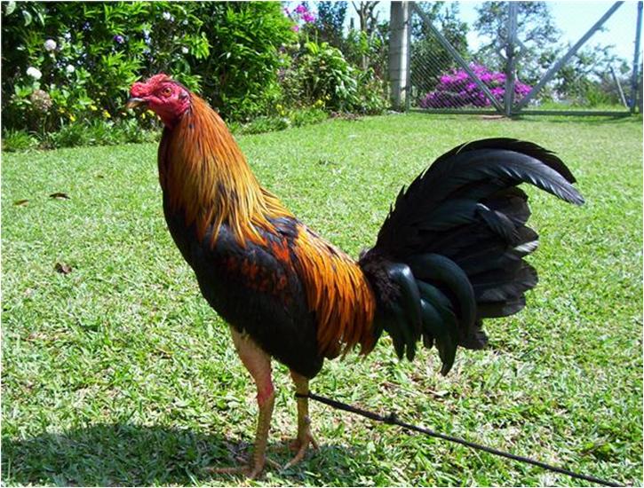 Venta y envío de Pollos y Gallinas de raza