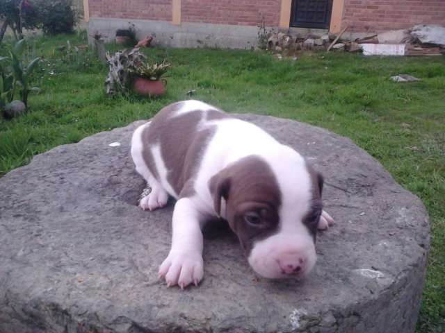 En venta los hijos de canela pitbull stanford - Cundinamarca ...