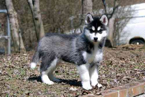 Venta de lobo siberiano - Imagui