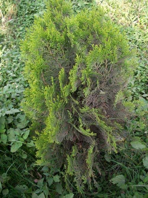 Venta de pinos pequeños y medianos, palmeras pequeñs y medianas, y ...