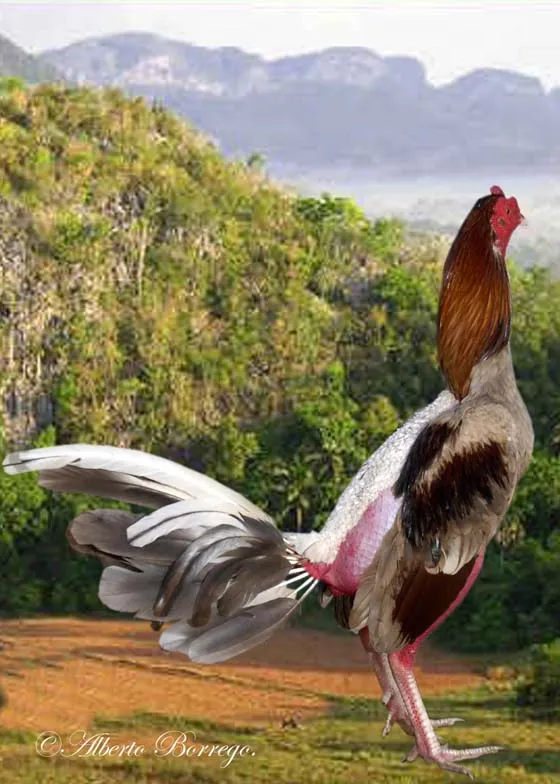 Ventana de Cuba: Gallos finos cubanos.