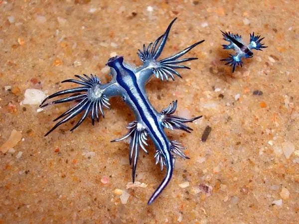 Una Ventana al Mundo: Glaucus Atlanticus, uno de los animales más ...