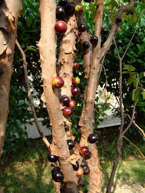 Una Ventana al Mundo: Jabuticaba, el árbol que da fruto en el tronco