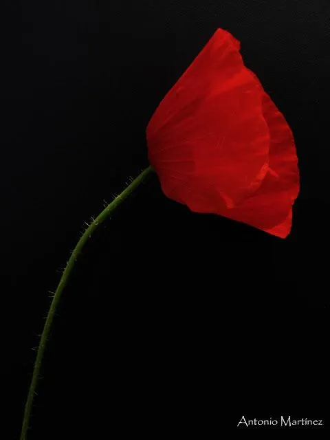 Una ventana a la naturaleza: Flora con fondo negro