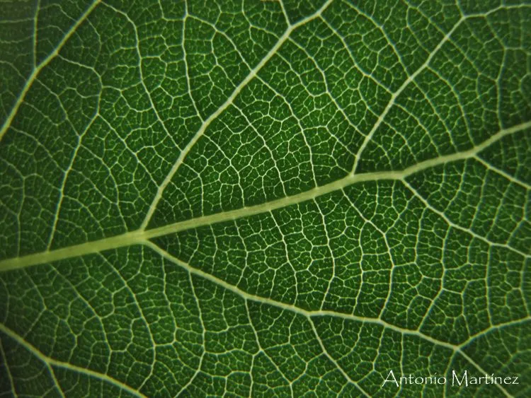 Una ventana a la naturaleza: 3. Los tejidos vegetales.