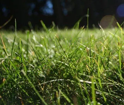 Desde mi ventana: Necesito zacate… | Rincondeunescritor's Blog