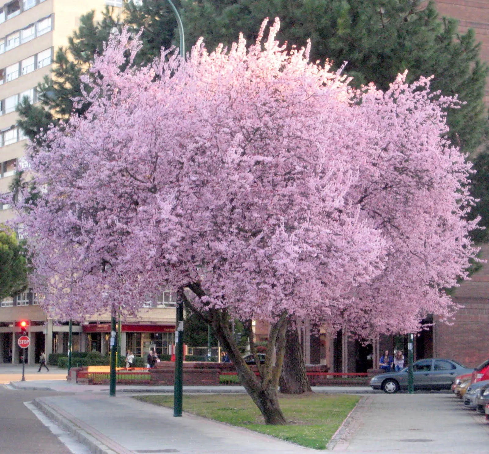 VENTANAS AL PENSAMIENTO: PRIMERAS MUESTRAS DE LA PRIMAVERA