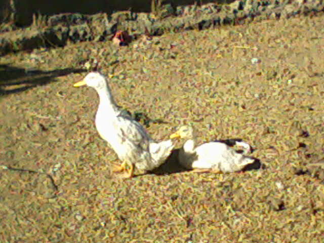 Ventas de pato pekin, pollitos ponedoras y animales de granja en ...