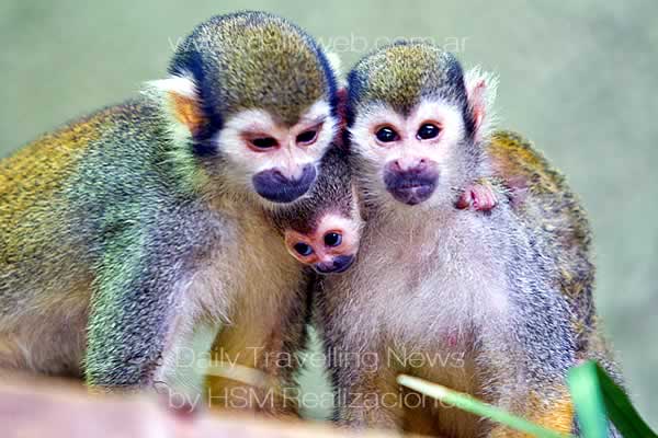 El verano trae a un trío de bebés a Busch Gardens busch | gardens ...