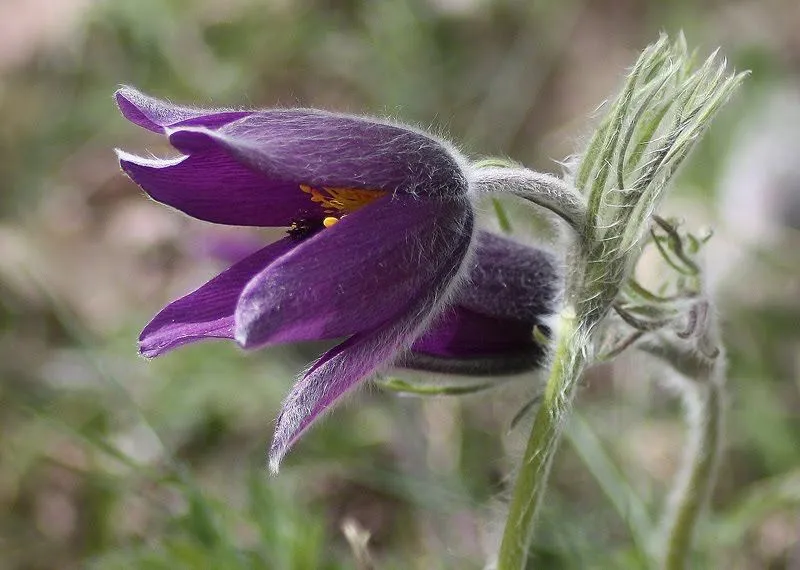 Veraverata. La Vera. Extremadura: Flores raras de montaña