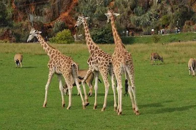 Verdades y Mentiras: Parque natural de Cabarceno (