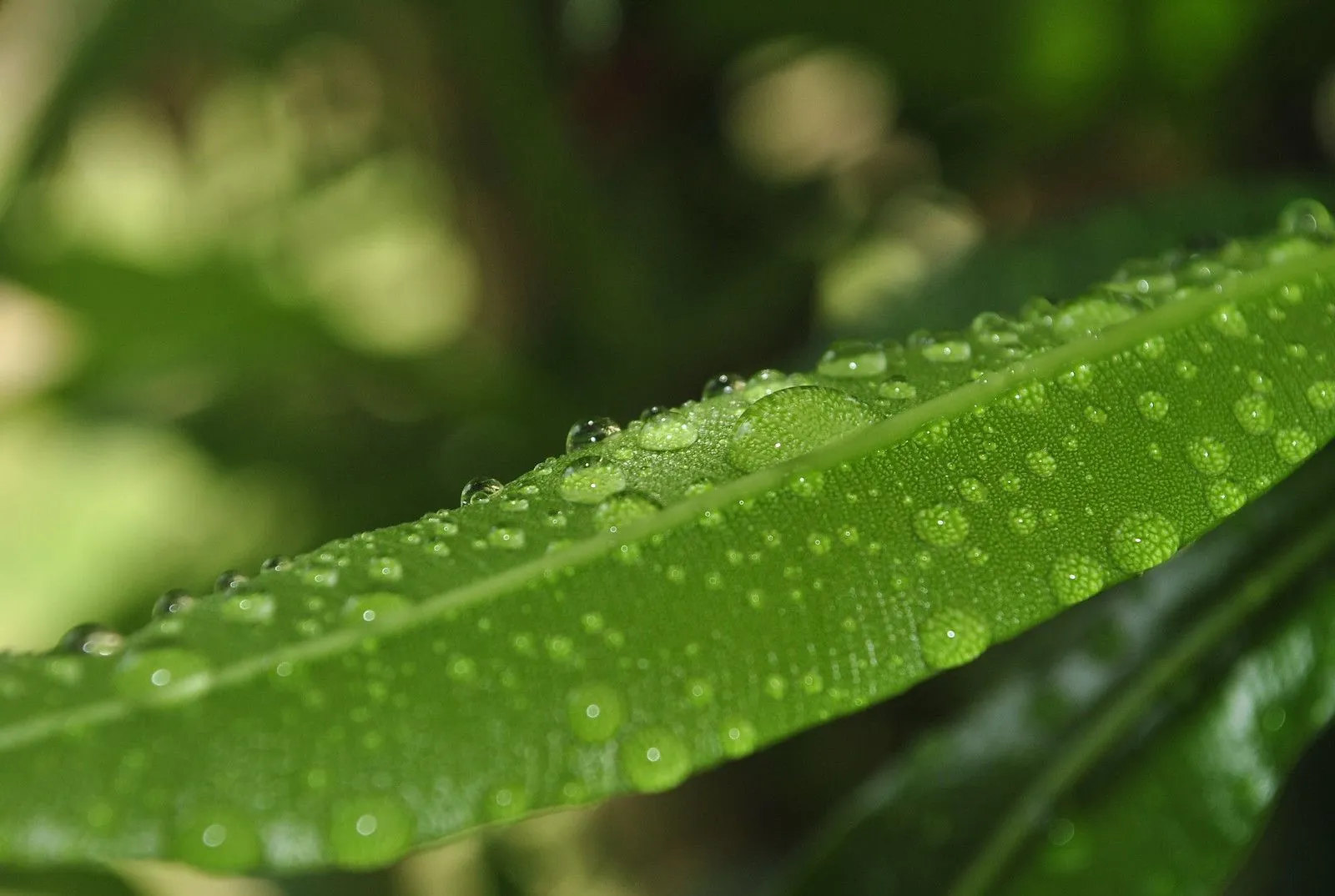 verde agua | Flickr - Photo Sharing!