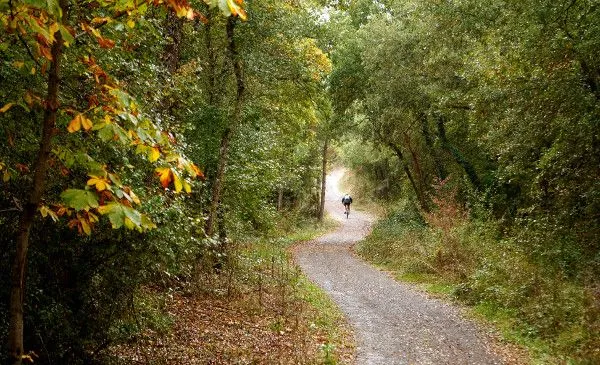 verde» se escribe sin cursiva y sin comillas | Fundéu BBVA