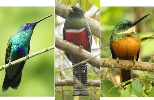 Siempre Verde Venezuela: Aves que viajan juntas