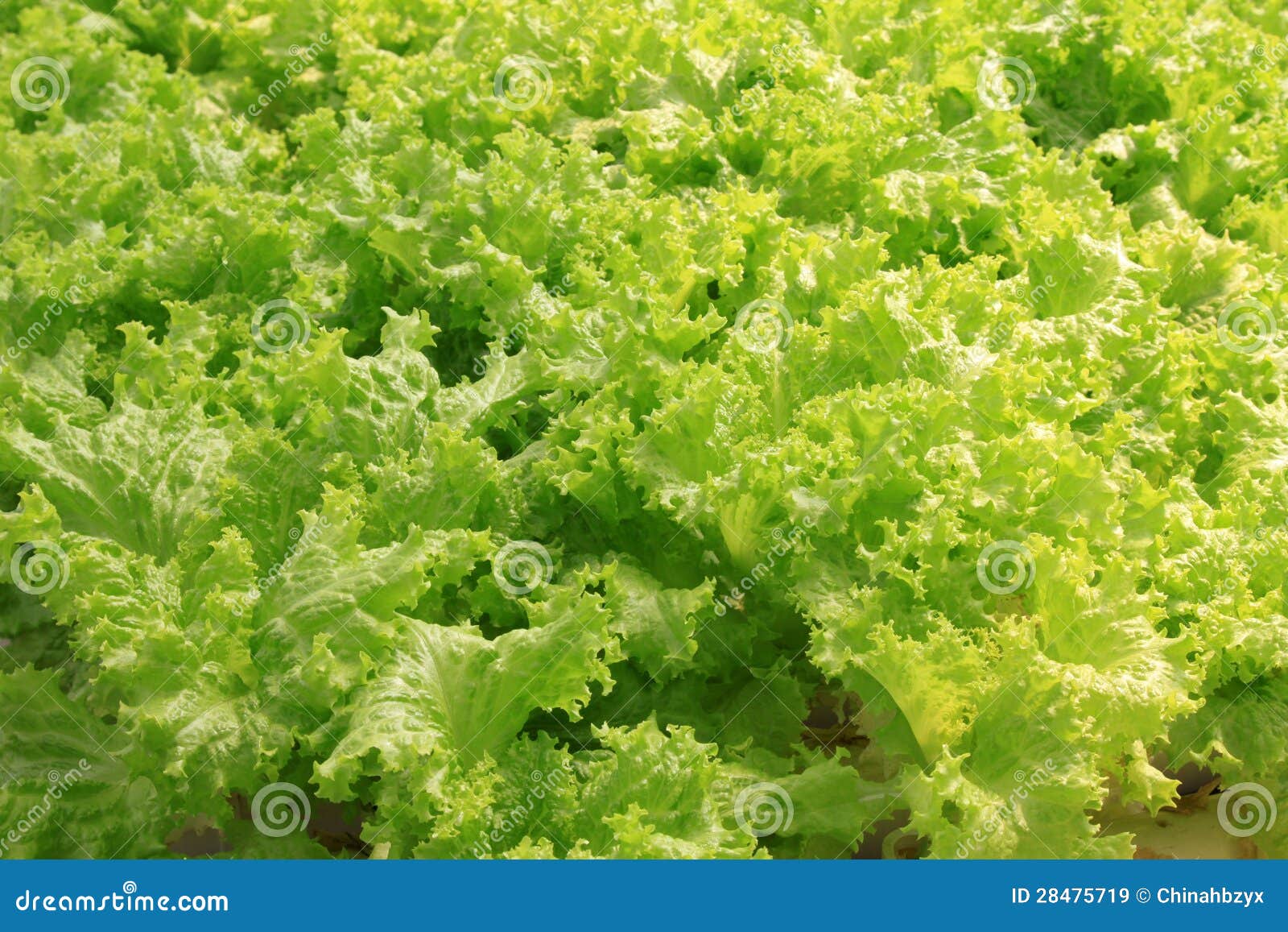 Primer De Verduras Verdes Imágenes de archivo libres de regalías ...