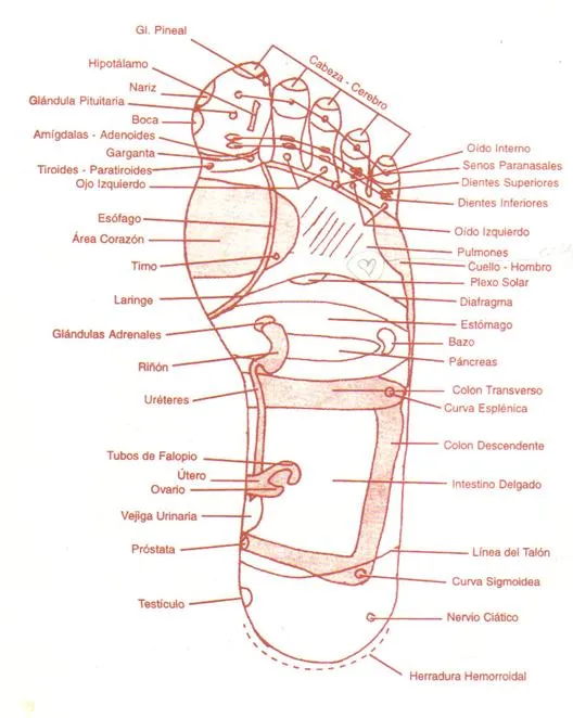 Verificar los efectos de la reflexología podal aplicada en el ...