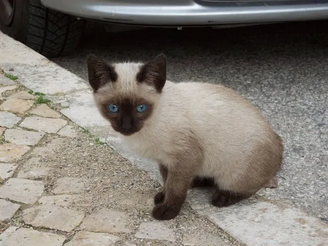 Verificar tópico - Gato Siamês bébé,Zona Oeiras- ADOPTADO