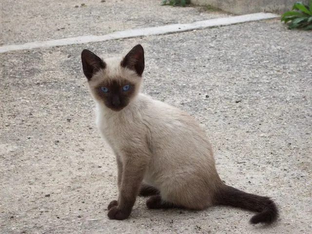 Verificar tópico - Gato Siamês bébé,Zona Oeiras- ADOPTADO