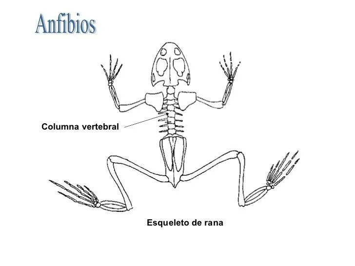 Vertebrados