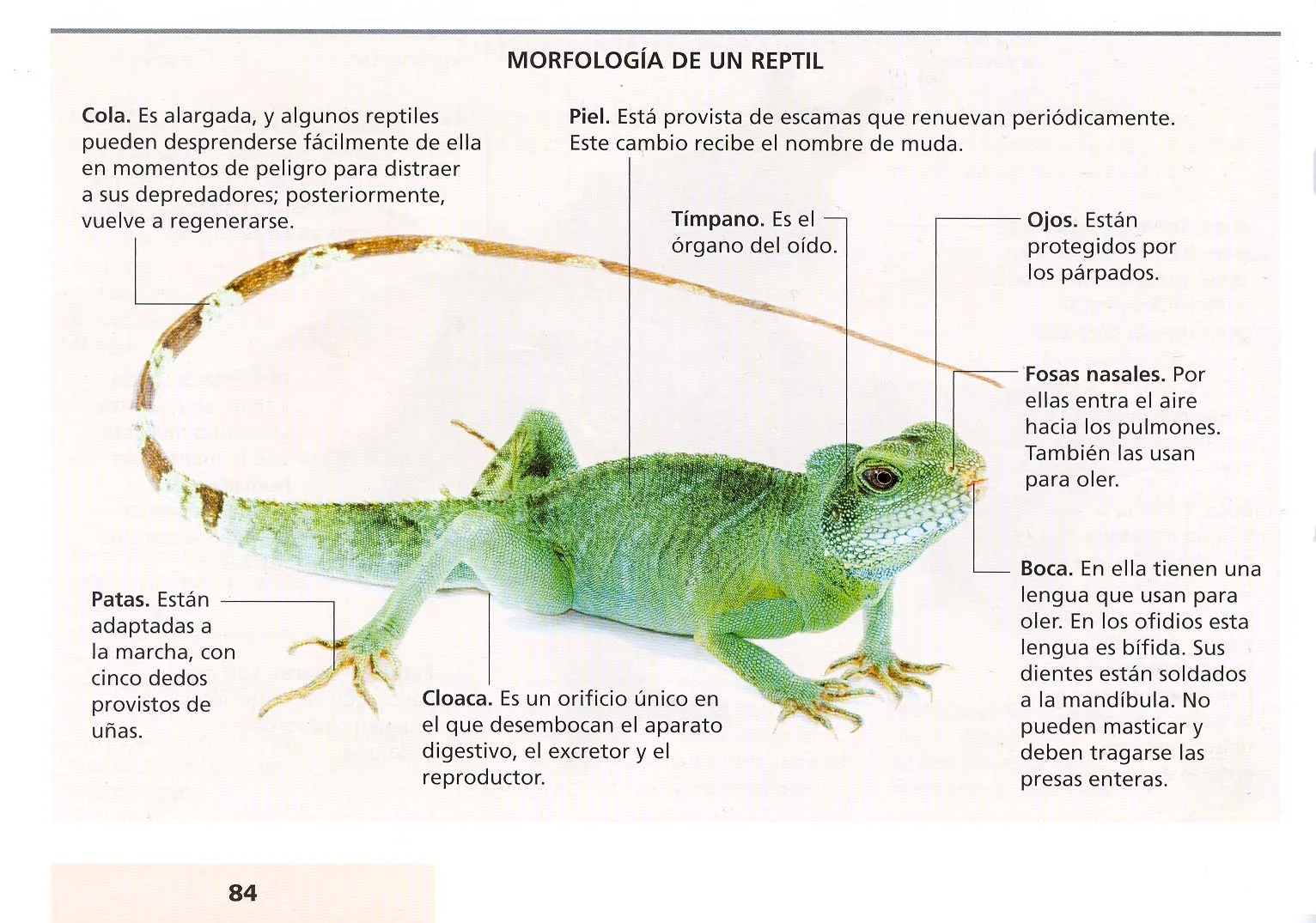 VERTEBRADOS: CARACTERÍSTICAS DE LOS VERTEBRADOS