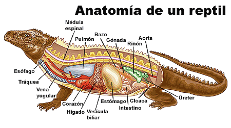 Los vertebrados ~ Ciencias Naturales