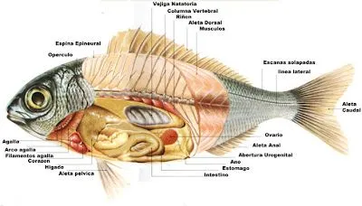 Los vertebrados ~ Ciencias Naturales