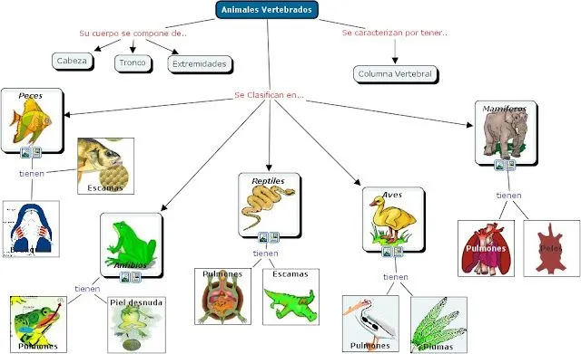 Vertebrados. | Conocimiento del Medio 4º E. Primaria. Tema: Los ...