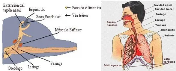 VERTEBRADOS: MAMIFEROS