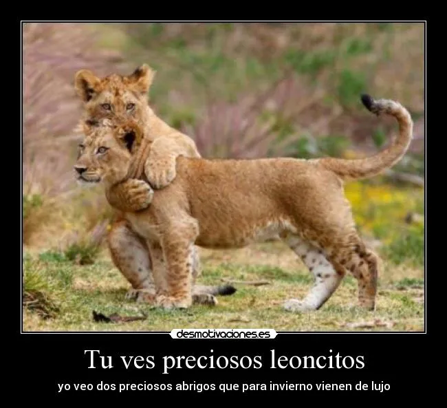 Tu ves preciosos leoncitos | Desmotivaciones