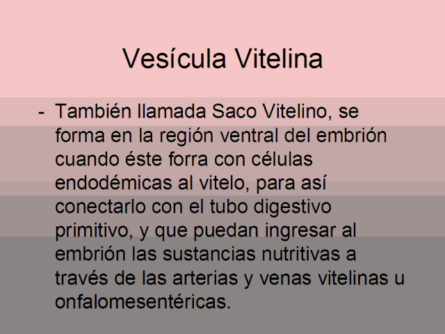 Vesícula Vitelina