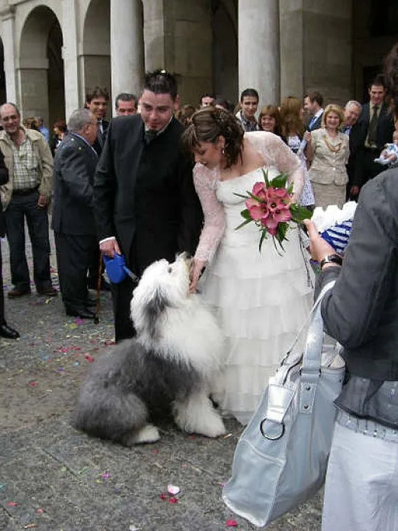 vestidos perros | Cuidar de tu perro es facilisimo.