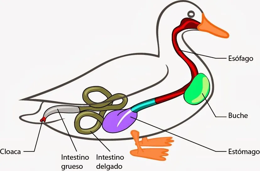 Vetebrados: características generales de las Aves. | el moderno ...