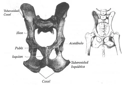 todo sobre veterynaria