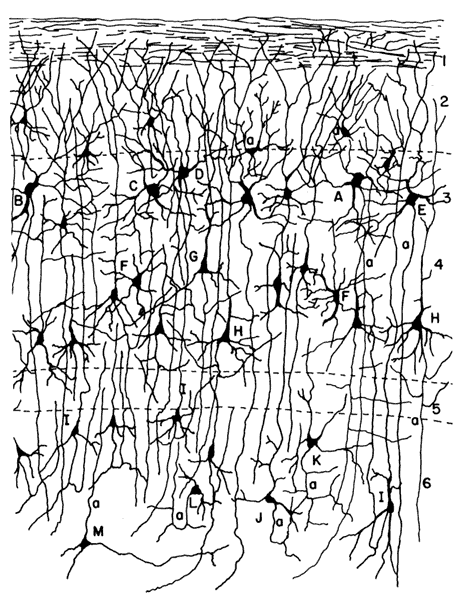 VI. EL CEREBRO Y LA MENTE