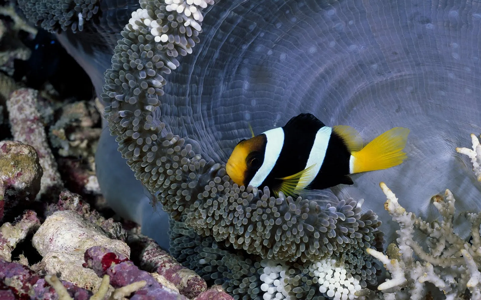 Viajando por el fondo del océano (Mundo Marino) | Banco de Imagenes