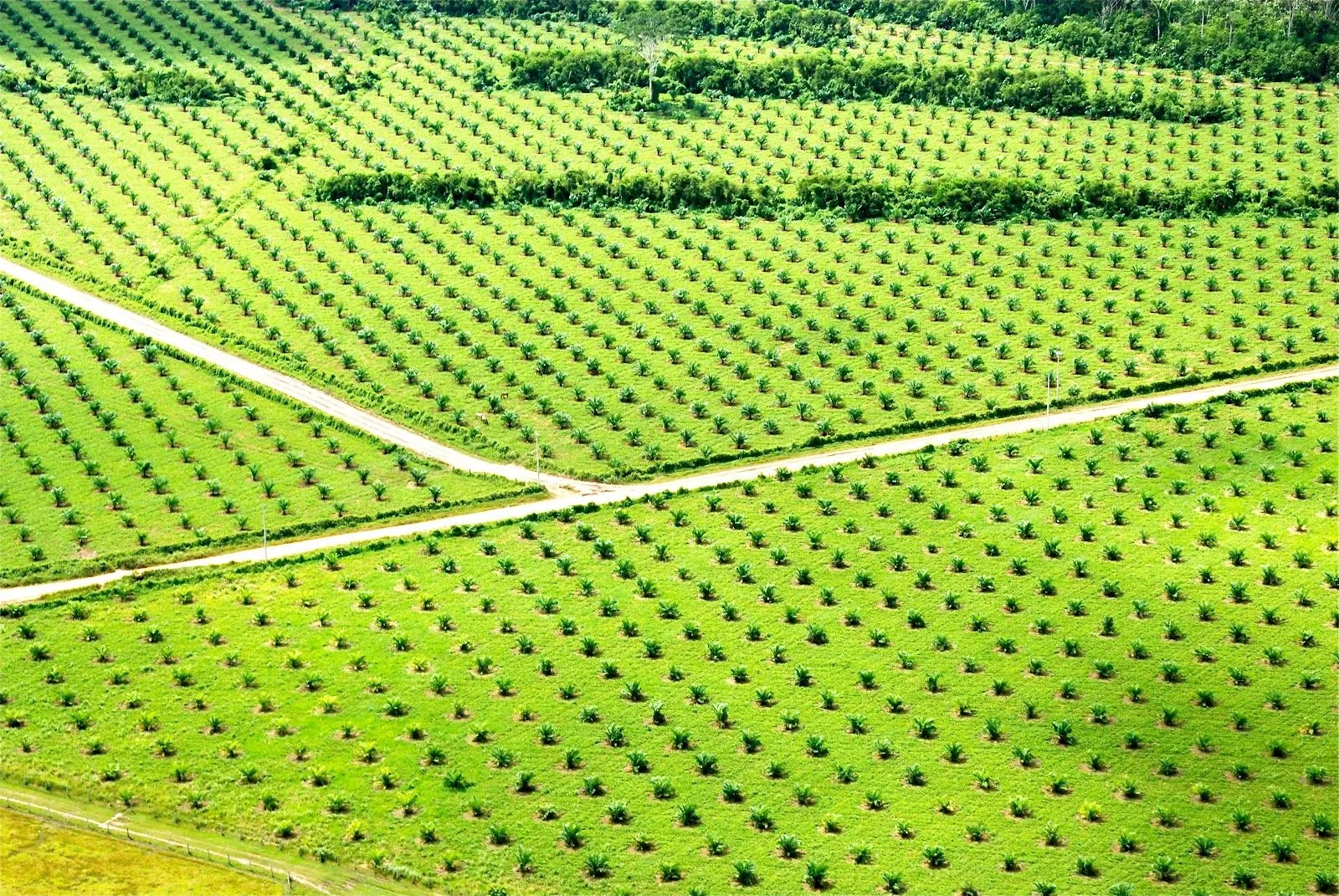 Viaje a Colombia: en los campos de palma africanaLos mundos de Hachero