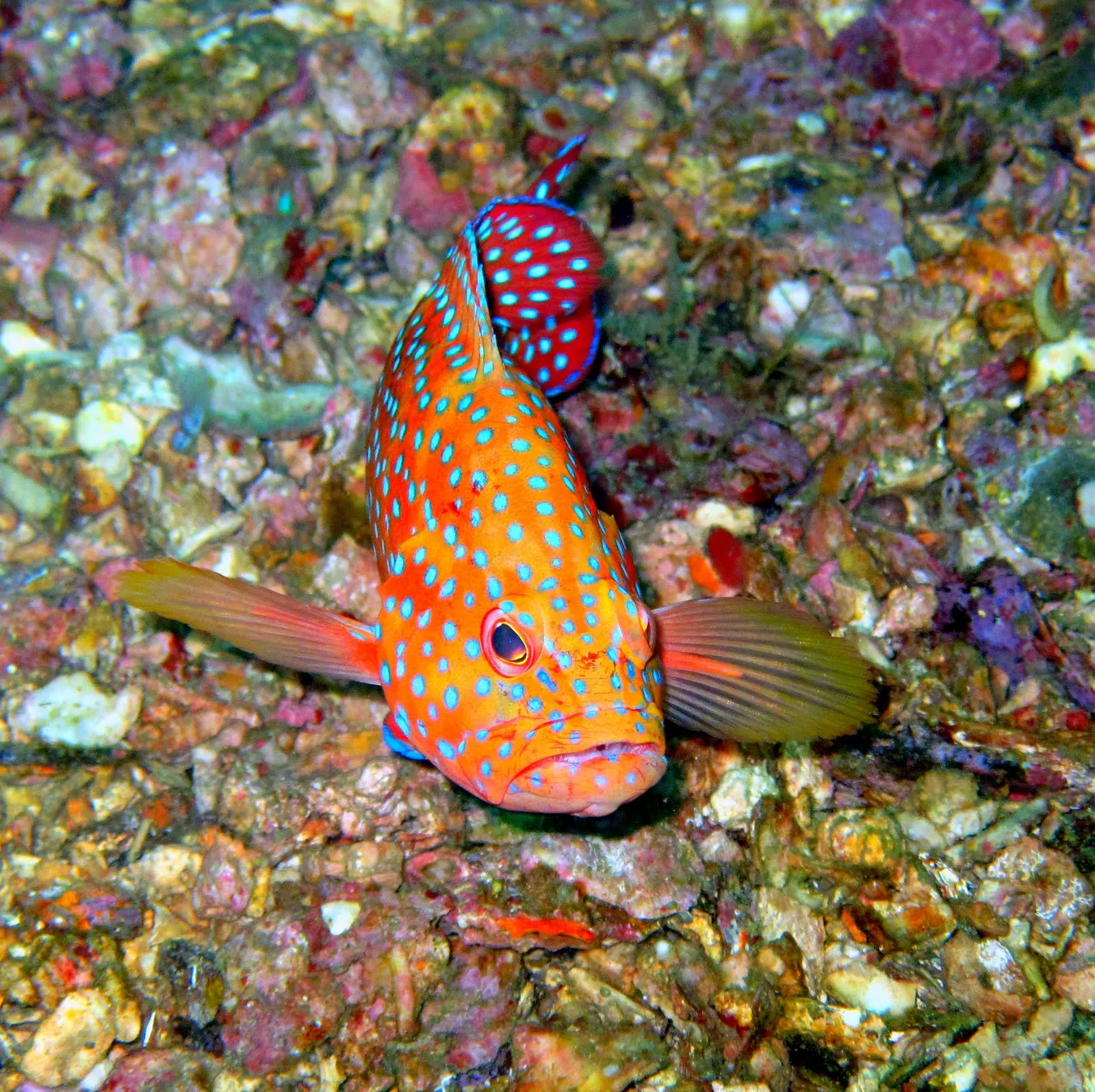 Viaje al fondo del mar I (peces, corales y arrecifes) | Banco de ...