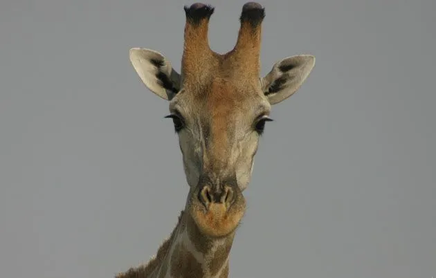 Viaje en Namibia