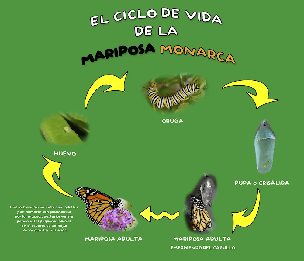 El viaje de los reyes: mariposa monarca | Niños Aventureros SEO ...