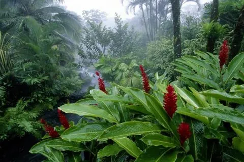 Viaje por la selva tropical: Flora y fauna