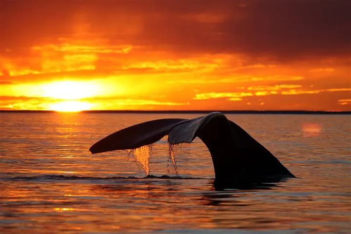 Viajes Asombrosos - Ballenas grises | Animales en Video