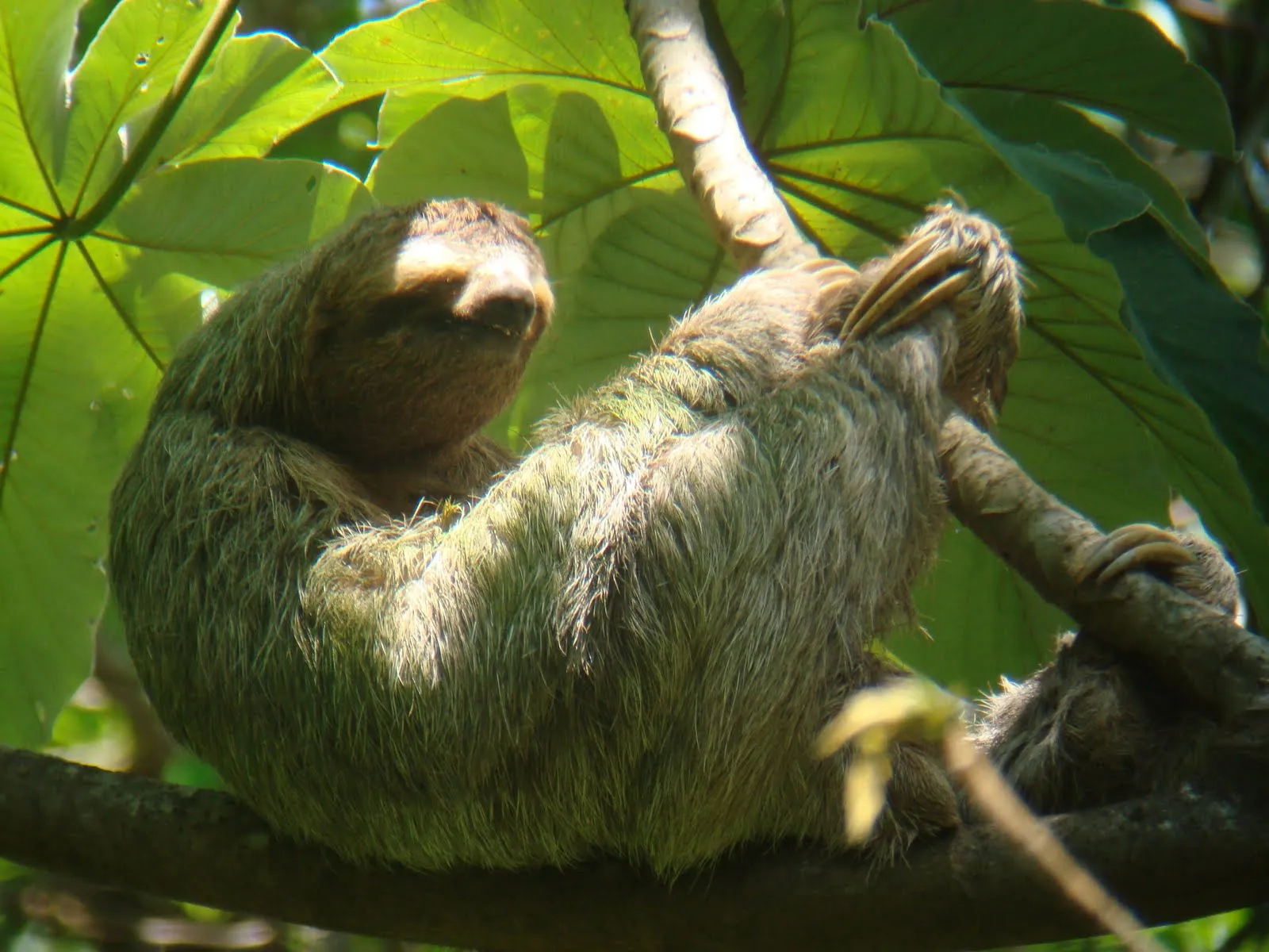 Los viajes de Nilde: Animales de Costa Rica y Bocas del Toro