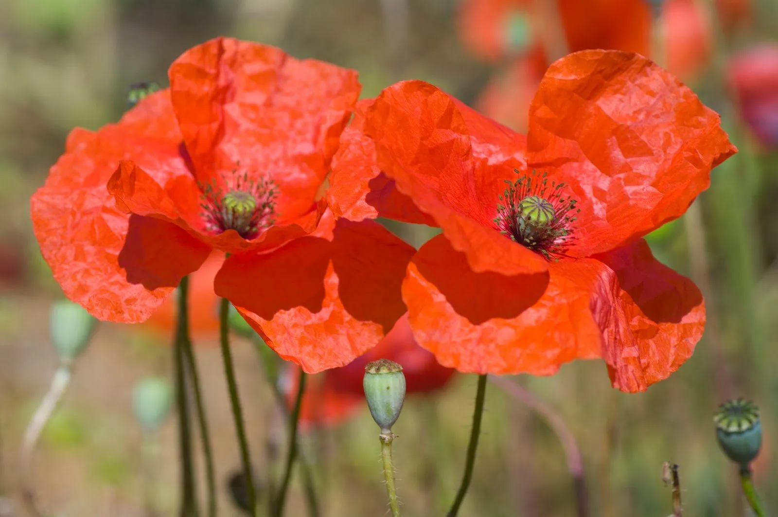 MIS VIAJES:DESDE ZARAGOZA A LA LUNA: + AMAPOLAS