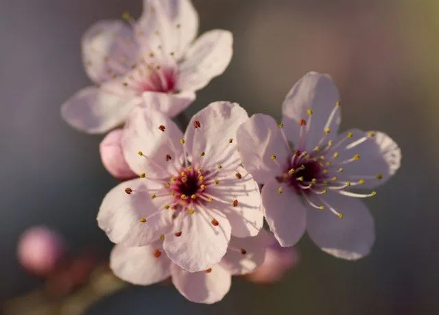 MIS VIAJES:DESDE ZARAGOZA A LA LUNA: + FLORES : CEREZOS CHINOS