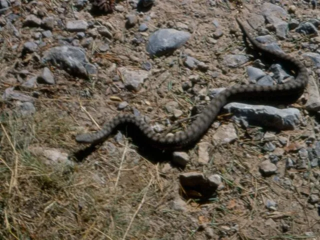 Víbora áspid | Animalandia.