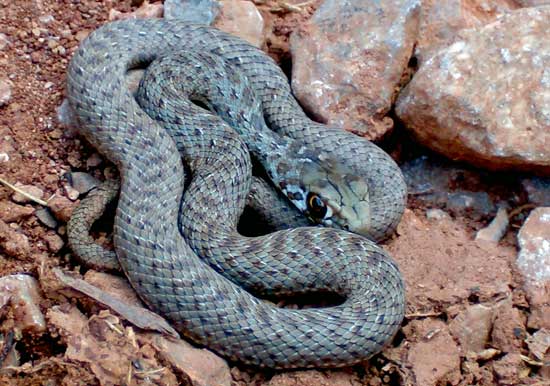 Víboras, serpientes y culebras: fotos e identificaciones - Página ...