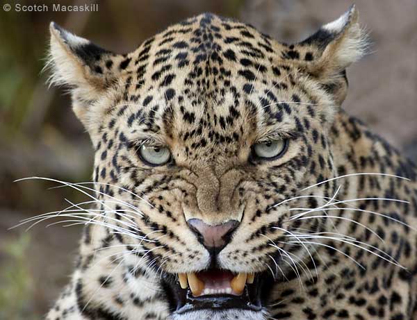 Vibrant leopard pictures featuring this magnificent but secretive ...