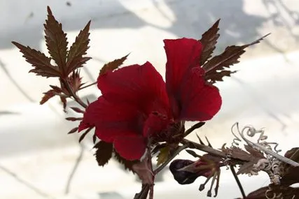 el viBrero: noviembre 2010