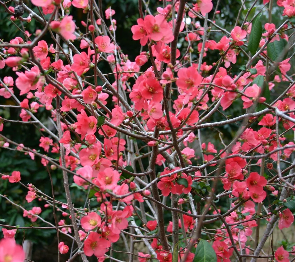 Victoria Gardens: All Chaenomeles (Flowering Quince) 20% off!